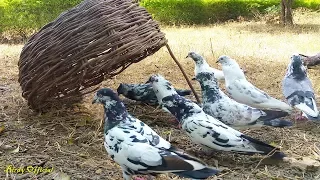 Pigeon Trap - How To Trap/Catch Pigeons