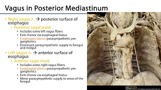 LO 5 - Vagus Nerve Paths and Branches - Posterior Mediastinum