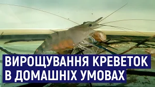 Професорка з Житомира в домашніх умовах вирощує гігантську прісноводну креветку