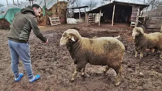 BERBECI MERINOS DE PALAS ORIGINALI SI MIELUTE FRUMOASE LA DOMNUL CRISTI BELU, ALBESTI, JUD.IALOMITA.