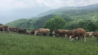 Ferma e Enver Arif Arifaj në bjeshkët e Istogut, 2019