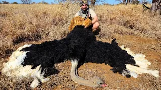 Hunting the worlds largest bird - MONSTER OSTRICH!