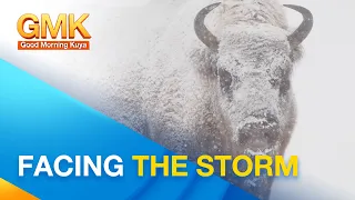 Mga nakamamanghang katangian ng bison | Wonders of Creation