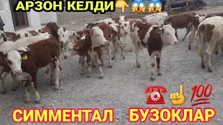 СИММЕНТАЛ ТОЗЗА БУЗОКЛАР СОТИЛАДИ ☎️+998 95 090 95 15  SOTILADIGON SIMMENTAL BUZOQLAR NARXLARI TOZA