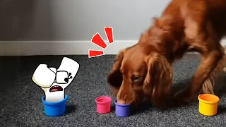 Funny Cats and Dogs Videos 🤣 Funniest Animal Videos 2023 🥰 Alphabet Lore in Real Life - Woa Doodland