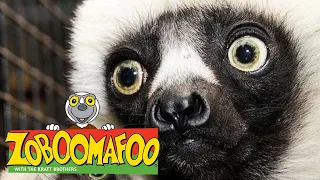 🐒 Zoboomafoo 🐒 Season 1 Episode 1-5 Full Episode Compilation | Kids TV Shows