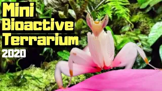 Tiny Bioactive Terrarium || Baby Orchid Mantis Setup