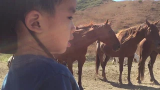 Return to Freedom American Wild Horse Sanctuary (bonus footage)