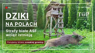 Wild boar hunting in tall crops in Poland.