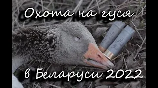 Весенняя охота на гуся 2022-IN BLOOD