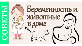 Беременность и кошки. Советы ветеринара