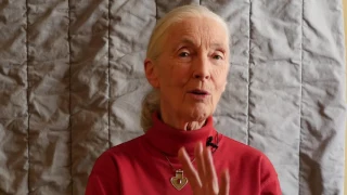 Jane Goodall über den Film: The Ivory Game