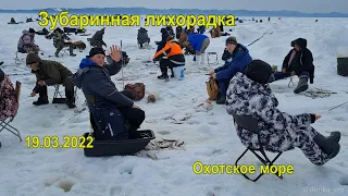 Зубаринная лихорадка. Сахалин. Охотское море. 19.03.2022