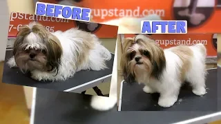 How to groom a Shih Tzu Full Groom (Non Shave Down)