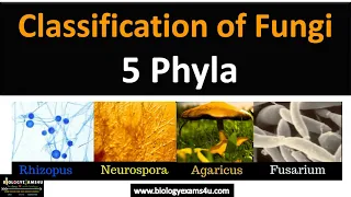 Classification of Fungi || 5 Phyla with examples