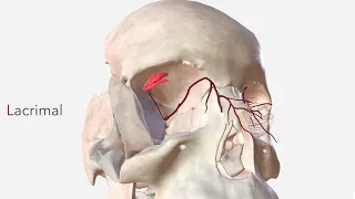 Ophthalmic Artery - Anatomy, Branches & Relations