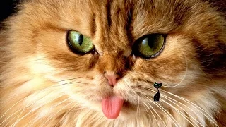 Funny cats 2016!!! Best compilation!!!