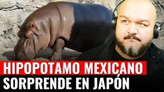 HIPOPOTAMO MEXICANO MACHO LLEGA A JAPON Y RESULTA HEMBRA
