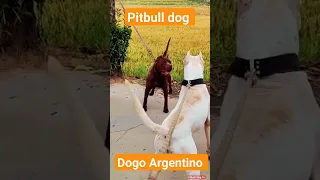 pitbull vs dogo argentino fight shorts #shorts #dog #pitbullvlogtv