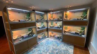 Bearded dragon room full tour and feeding! 🦎