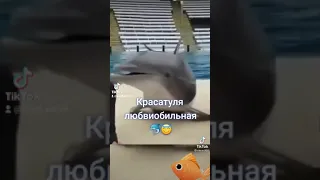 Дельфин целуются с людьми