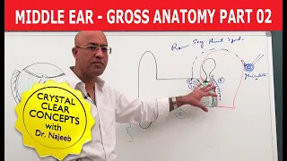 Middle Ear | Gross Anatomy | Part 2/9