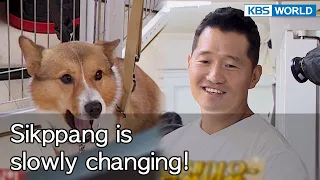 Sikppang is slowly changing! [Dogs are incredible : EP.142-3] | KBS WORLD TV 221004