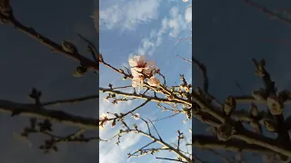 Prunus dulcis, sweet almond,bajame e ëmbël(1)