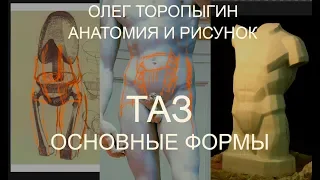 Анатомия и рисунок.  Таз