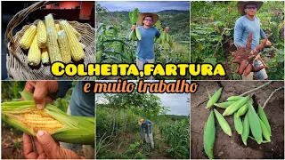 COLHEITA de macaxeira //MILHO COZIDO para uma noite de chuva// TRABALHANDO nos novos tanques