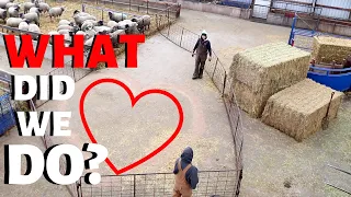 WILL THIS EVEN WORK??  (A sheepish Valentines Day):  Vlog 240