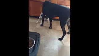 Puppy bites dad's balls