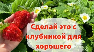 ШПАРГАЛКА ПО УХОДУ ЗА КЛУБНИКОЙ ВО ВРЕМЯ ЦВЕТЕНИЯ: подкормки и обработки от вредителей и болезней