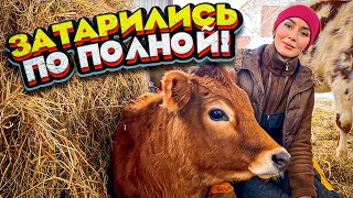 Обзор козовника и возвращение Блудного БАРСИКА | Молодая Ферма