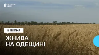 Жнива на Одещині: фермери розповіли, який цьогоріч врожай