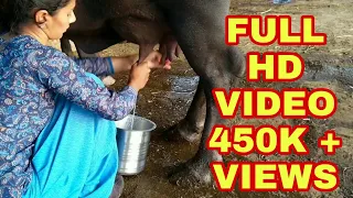 Fastest Buffalo Milking.. Dairyfarm Business, Gujarat. Village life vlogs