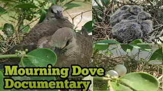 The most beautiful Bird in the world | The Documentary of Mourning Dove in Nest