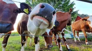 Работа в Финляндии на молочной ферме  Наш бычек!)🐃 Working in Finland