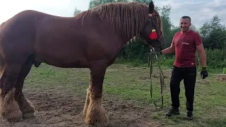 🥁ЖЕРЕБЕЦЬ💪 ЛІСАБОН🔊АРДЕН НА ПАРОВКУ⚡️🔥☄️