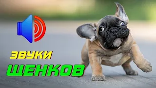 ✅Щенки ЛАЮТ СКУЛЯТ РЫЧАТ Прикол над СОБАКОЙ или КОШКОЙ (Топ ЛУЧШЕЕ)