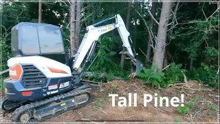 Bobcat E35 Removing Tall Pine Tree