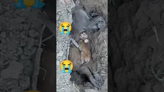 Mother Monkey Died The Baby Monkey Left Alone Crying 😭😭😭😢😭 #shorts #crying #cryingmoment #love #maa