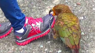 Kea - Naughty Alpine Parrot of New Zealand