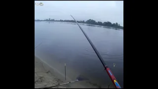 Вываживаю щуку болонской удочкой. I fish out a pike with a Bolognese fishing rod.