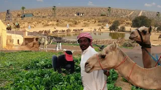 Saudi Arabia🇸🇦 Village LifeStyle Inside The Rural Area | The Real Beautiful Unseen Saudi Village