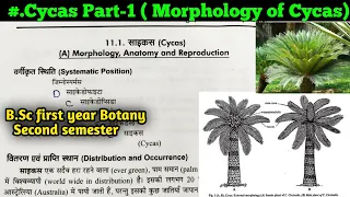 Cycas part-1 || Morphology of Cycas in hindi || B.Sc first year Botany second semester