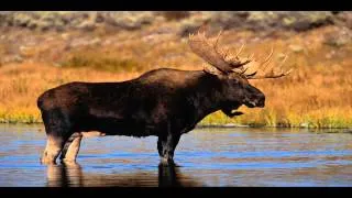 Moose Sounds