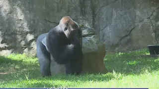 Meet the North Carolina Zoo's gorilla troop!