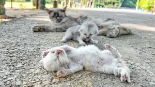 A man went to help a dying kitten and her mother cat. You won't believe what happened next!