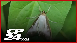 Invasive moth species on the rise in Canada